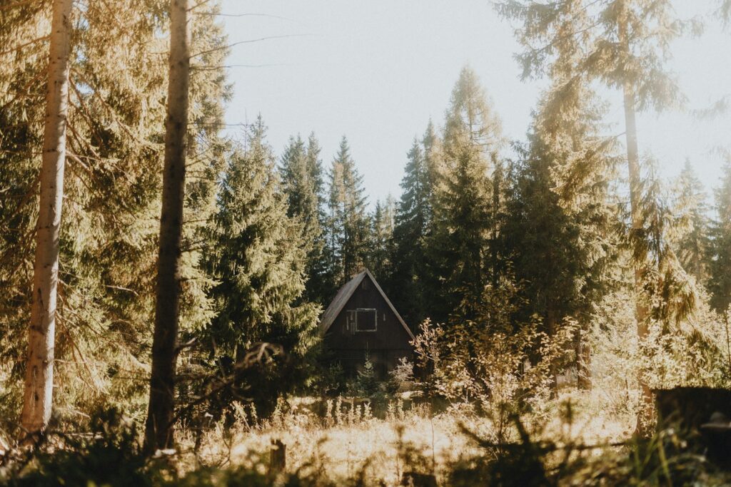 A-frame cabin nestled in a dense forest